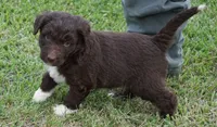 Lizzy, a female Aussiedoodle for sale in Rutherfordton, NC – 5 of 10