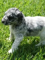 Savvy, a female Poodle - Standard  for sale in Rutherfordton, NC – 8 of 10