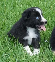 Loki, a male Australian Shepherd for sale in Rutherfordton, NC – 2 of 8