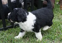 Maple, a female Aussiedoodle for sale in Rutherfordton, NC – 7 of 10