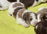 Patch, a male Poodle - Standard  for sale in Rutherfordton, NC – 3 of 6