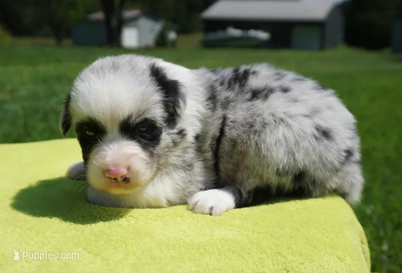 Fabio – Australian Shepherd puppy for sale in Rutherfordton, NC