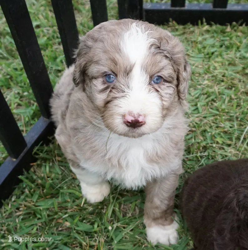 Lani – Aussiedoodle puppy for sale in Rutherfordton, NC