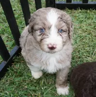 Lani, a female Aussiedoodle for sale in Rutherfordton, NC – 1 of 10