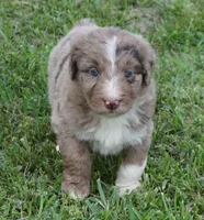 Daisy, a female Aussiedoodle for sale in Rutherfordton, NC – 5 of 10