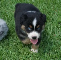 Micky, a male Australian Shepherd for sale in Rutherfordton, NC – 9 of 10