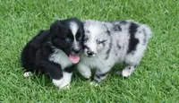 Talula, a female Australian Shepherd for sale in Rutherfordton, NC – 9 of 10