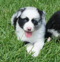 Fabio, a male Australian Shepherd for sale in Rutherfordton, NC – 6 of 10