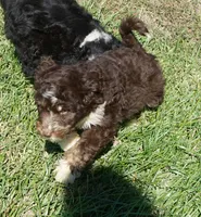 Ginger, a female Aussiedoodle for sale in Rutherfordton, NC – 3 of 8