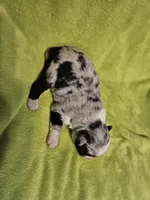 Fabio, a male Australian Shepherd for sale in Rutherfordton, NC – 4 of 7