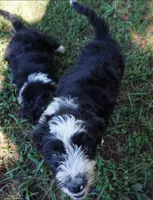 Manny, a male Aussiedoodle for sale in Rutherfordton, NC – 7 of 8