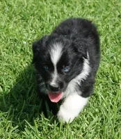 Pyro, a male Australian Shepherd for sale in Rutherfordton, NC – 4 of 10