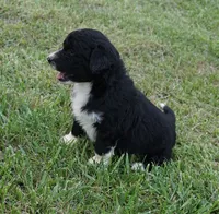 Doby, a male Aussiedoodle for sale in Rutherfordton, NC – 6 of 10