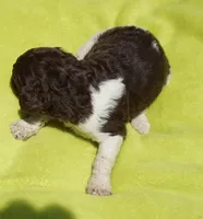 Dina, a female Poodle - Standard  for sale in Rutherfordton, NC – 7 of 7