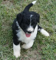 Maple, a female Aussiedoodle for sale in Rutherfordton, NC – 9 of 10