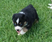 Micky, a male Australian Shepherd for sale in Rutherfordton, NC – 8 of 10
