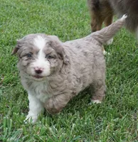 Lani, a female Aussiedoodle for sale in Rutherfordton, NC – 3 of 10