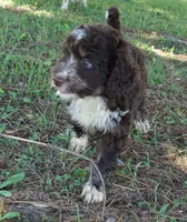 Ginger, a female Aussiedoodle for sale in Rutherfordton, NC – 2 of 8