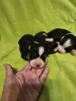 Pyro, a male Australian Shepherd for sale in Rutherfordton, NC – 1 of 1