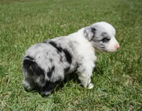 Molly, a female Australian Shepherd for sale in Rutherfordton, NC – 10 of 10