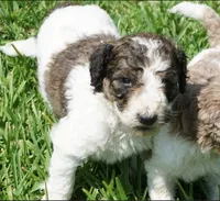 Bear, a male Poodle - Standard  for sale in Rutherfordton, NC – 7 of 10