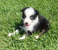 Onyx, a female Australian Shepherd for sale in Rutherfordton, NC – 5 of 6