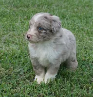 Aubry, a female Aussiedoodle for sale in Rutherfordton, NC – 9 of 10