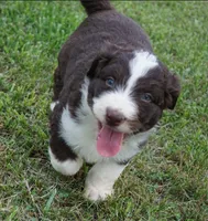 Duke, a male Aussiedoodle for sale in Rutherfordton, NC – 10 of 10