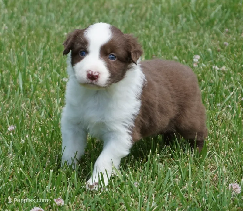 Reta – Australian Shepherd puppy for sale in Rutherfordton, NC