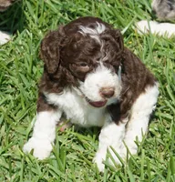 Romeo, a male Poodle - Standard  for sale in Rutherfordton, NC – 6 of 10