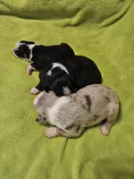 Sonny, a male Australian Shepherd for sale in Rutherfordton, NC – 7 of 7