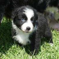 Sarg, a male Australian Shepherd for sale in Rutherfordton, NC – 5 of 7