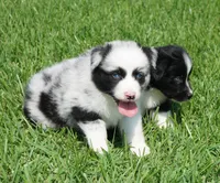 Fabio, a male Australian Shepherd for sale in Rutherfordton, NC – 5 of 10