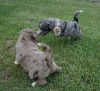 Murphy, a male Aussiedoodle for sale in Rutherfordton, NC – 9 of 10