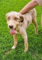 Wade, a male Aussiedoodle for sale in Rutherfordton, NC – 3 of 8