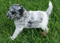 Savvy, a female Poodle - Standard  for sale in Rutherfordton, NC – 3 of 10