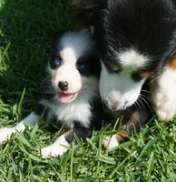 Onyx, a female Australian Shepherd for sale in Rutherfordton, NC – 3 of 6