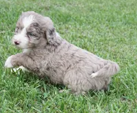 Lani, a female Aussiedoodle for sale in Rutherfordton, NC – 6 of 10