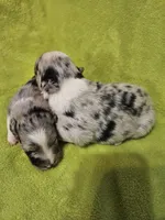 Fabio, a male Australian Shepherd for sale in Rutherfordton, NC – 2 of 7