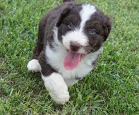 Duke, a male Aussiedoodle for sale in Rutherfordton, NC – 7 of 10