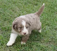 Lani, a female Aussiedoodle for sale in Rutherfordton, NC – 9 of 10