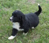 Doby, a male Aussiedoodle for sale in Rutherfordton, NC – 4 of 10