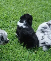 Pyro, a male Australian Shepherd for sale in Rutherfordton, NC – 9 of 10