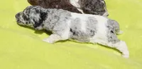 Savvy, a female Poodle - Standard  for sale in Rutherfordton, NC – 4 of 5