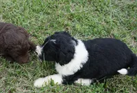 Maple, a female Aussiedoodle for sale in Rutherfordton, NC – 10 of 10