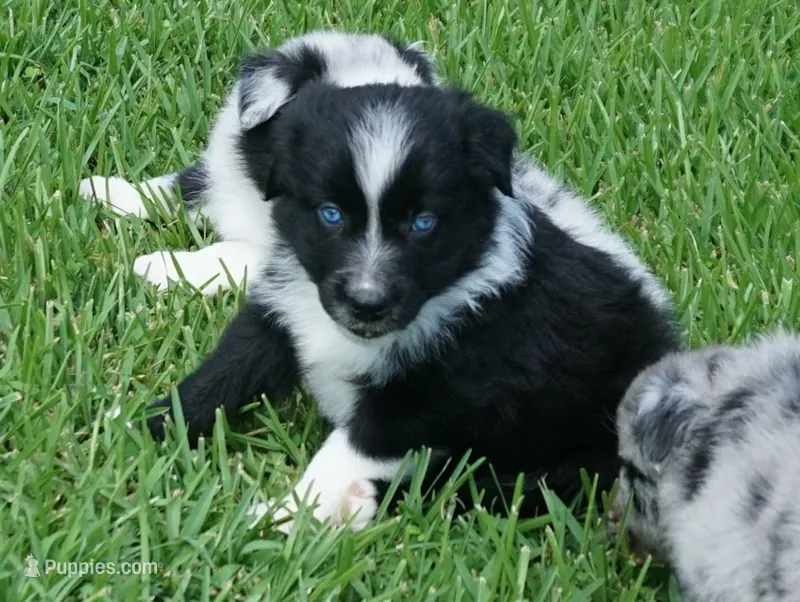 Pyro – Australian Shepherd puppy for sale in Rutherfordton, NC