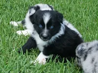 Pyro, a male Australian Shepherd for sale in Rutherfordton, NC – 1 of 10