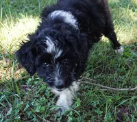 Laurel, a female Aussiedoodle for sale in Rutherfordton, NC – 9 of 10