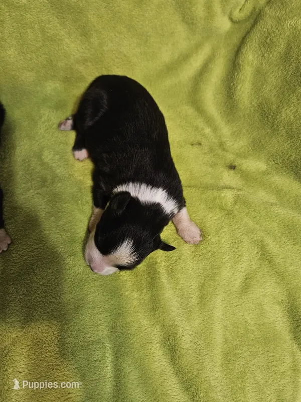 Delta – Australian Shepherd puppy for sale in Rutherfordton, NC