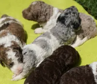 Savvy, a female Poodle - Standard  for sale in Rutherfordton, NC – 3 of 5